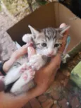 4 lindos gatinhos