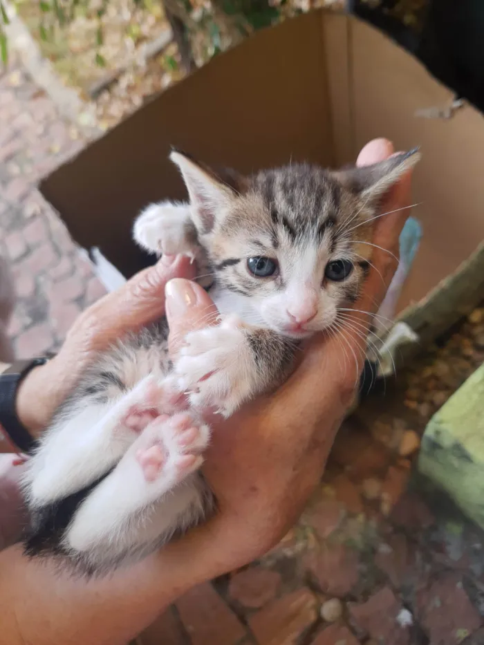 Gato ra a SRD-ViraLata idade Abaixo de 2 meses nome 4 lindos gatinhos