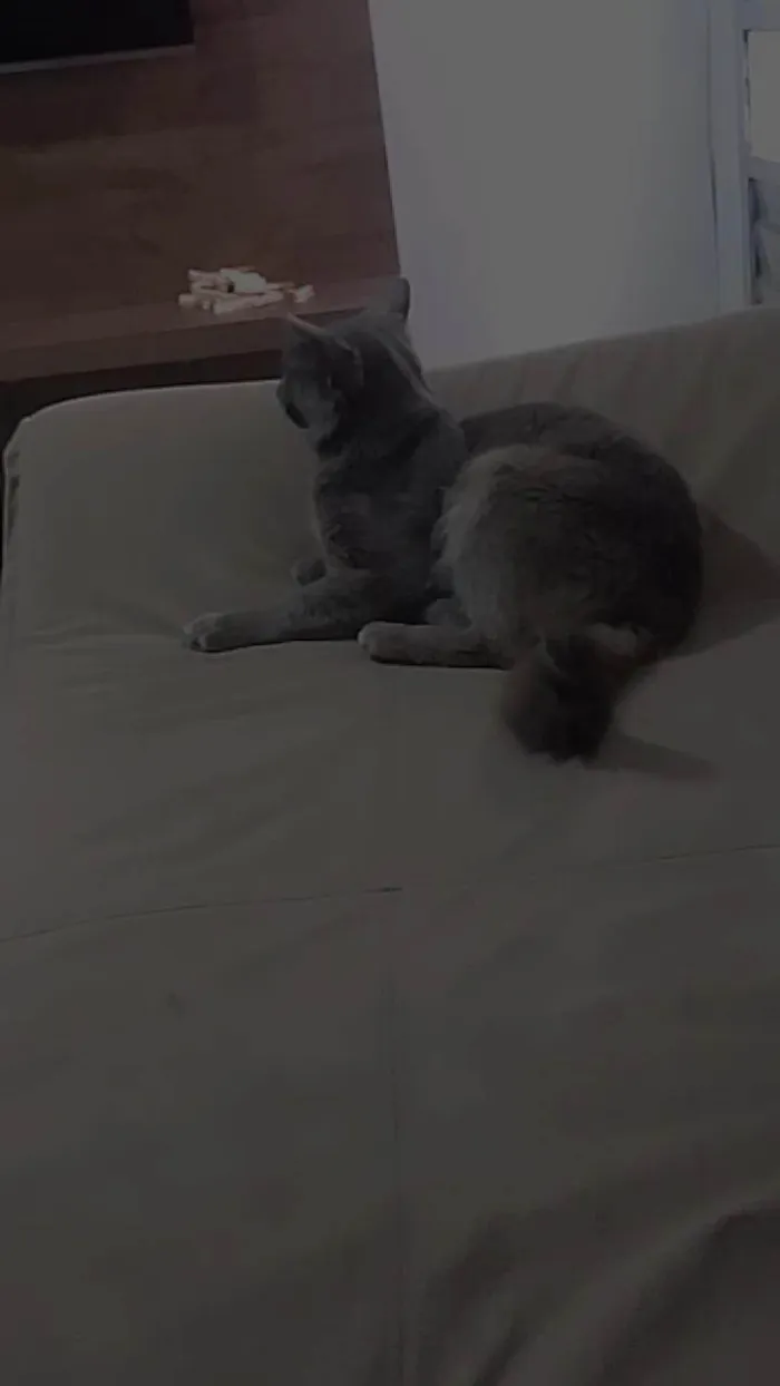 Gato ra a Ele é misturado  idade 2 a 6 meses nome Mingau 