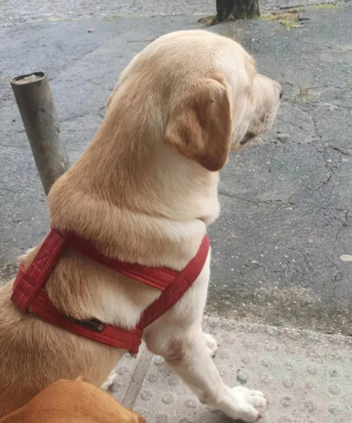 Cachorro ra a Labrador idade 1 ano nome Maraca