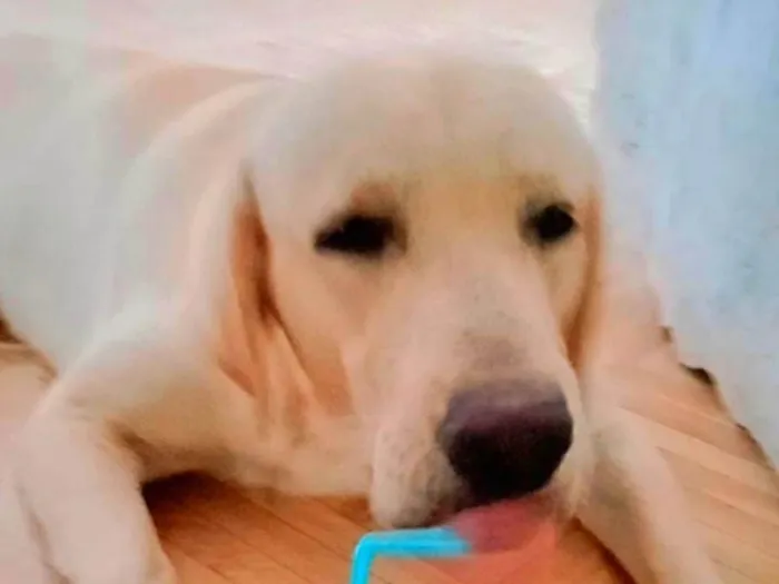 Cachorro ra a Labrador idade 1 ano nome Maraca