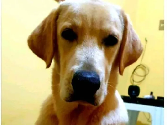 Cachorro ra a Labrador idade 1 ano nome Maraca