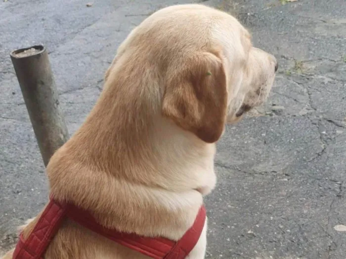 Cachorro ra a Labrador idade 1 ano nome Maraca