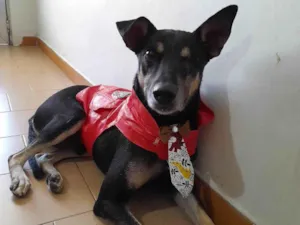Cachorro raça SRD-ViraLata idade 1 ano nome Tunico