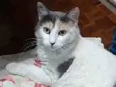 Gato raça SRD-ViraLata idade 2 anos nome CATARINA Felv+