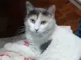 CATARINA Felv+