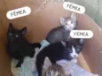 4 lindos gatinhos