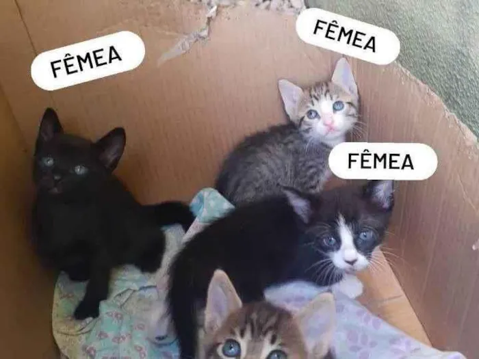Gato ra a SRD-ViraLata idade Abaixo de 2 meses nome 4 lindos gatinhos