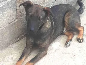 Cachorro raça Askal idade 4 anos nome Billy