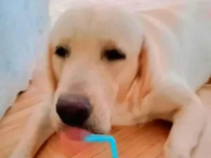 Cachorro raça Labrador idade 1 ano nome Maraca