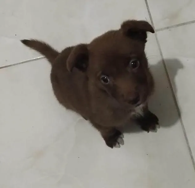 Cachorro raça Labrador com viralata idade Abaixo de 2 meses nome Lola