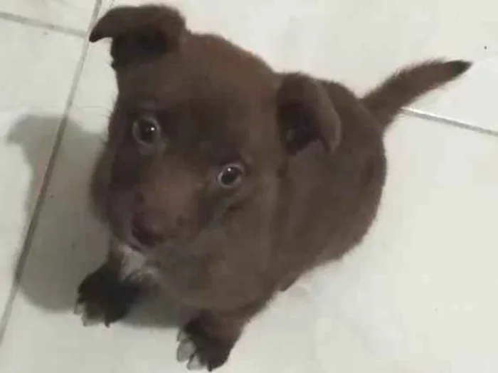 Cachorro ra a Labrador com viralata idade Abaixo de 2 meses nome Lola