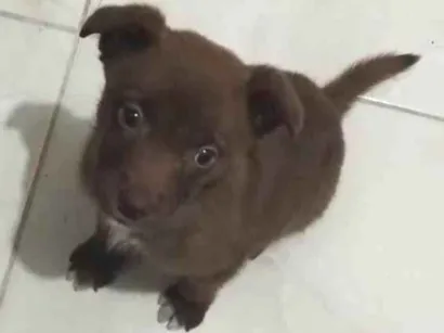 Cachorro raça Labrador com viralata idade Abaixo de 2 meses nome Lola
