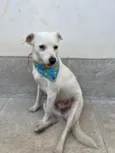 Cachorro raça Srd idade 7 a 11 meses nome Mel