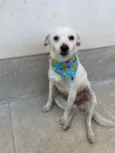 Cachorro raça Srd idade 7 a 11 meses nome Mel