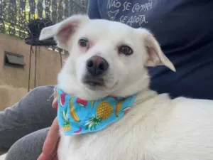 Cachorro raça Srd idade 7 a 11 meses nome Mel
