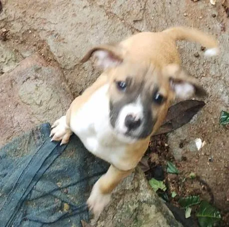 Cachorro ra a SRD-ViraLata idade 2 a 6 meses nome Não demos nome ainda 