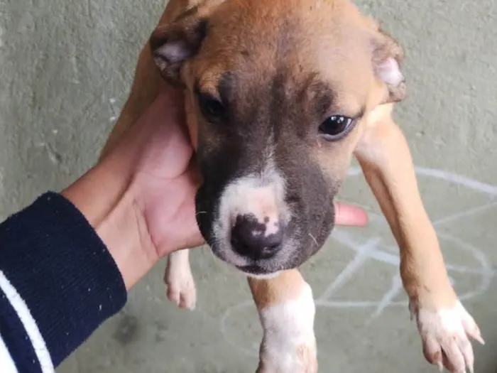 Cachorro ra a SRD-ViraLata idade 2 a 6 meses nome Não demos nome ainda 