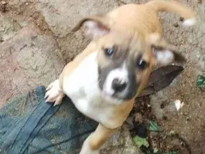 Cachorro raça SRD-ViraLata idade 2 a 6 meses nome Não demos nome ainda 