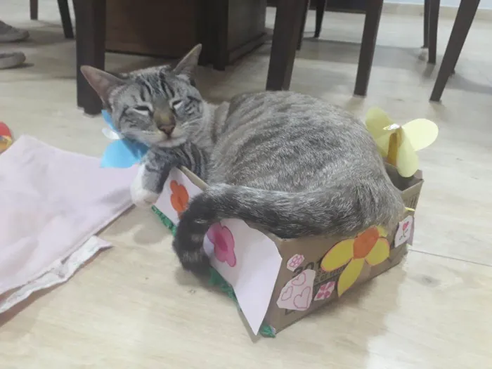 Gato ra a SRD-ViraLata idade 2 anos nome Mingau