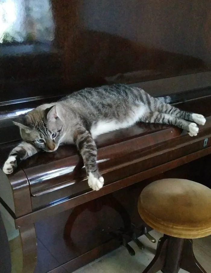 Gato ra a SRD-ViraLata idade 2 anos nome Mingau