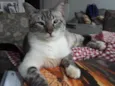 Mingau