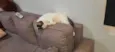 Mimi