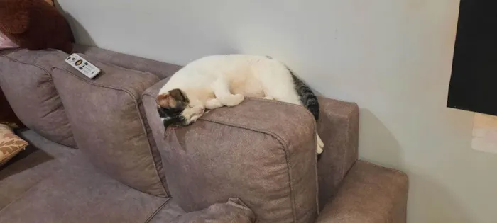 Gato ra a SRD-ViraLata idade 2 anos nome Mimi