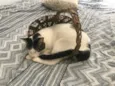 Mimi