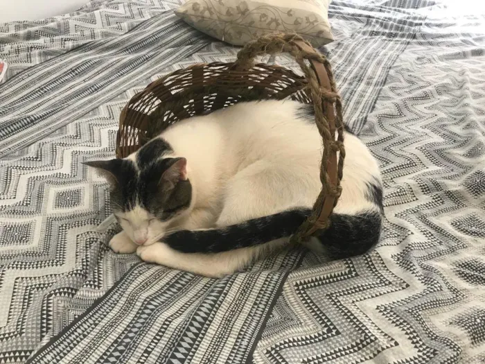 Gato ra a SRD-ViraLata idade 2 anos nome Mimi