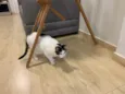 Mimi