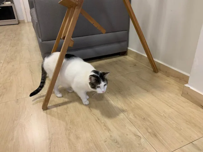 Gato ra a SRD-ViraLata idade 2 anos nome Mimi