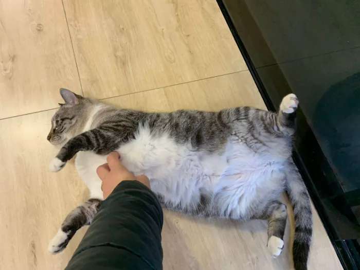 Gato ra a SRD-ViraLata idade 2 anos nome Mingau