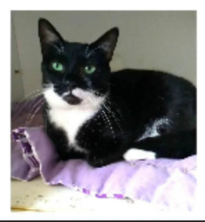Gato ra a srd idade 2 anos nome ELISA