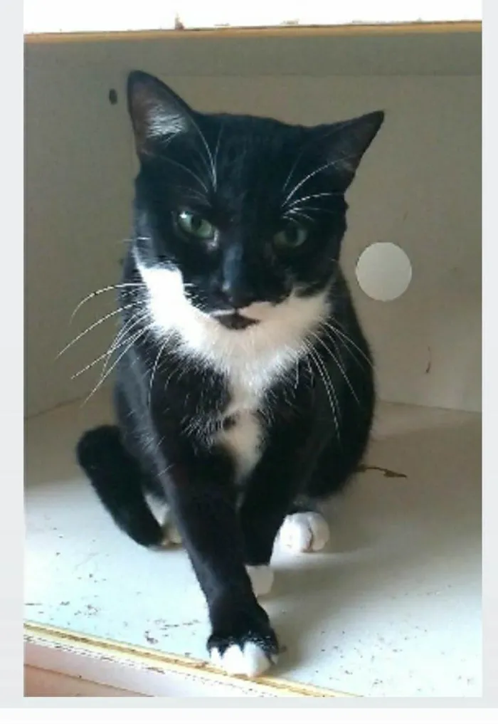 Gato ra a srd idade 2 anos nome ELISA