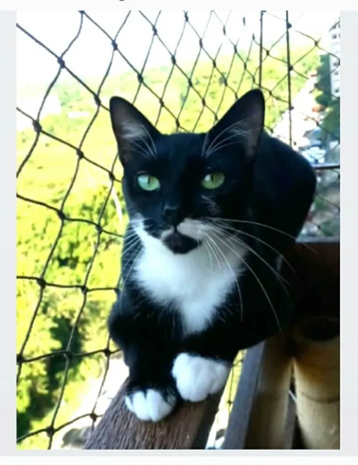 Gato ra a srd idade 2 anos nome ELISA