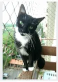 ELISA