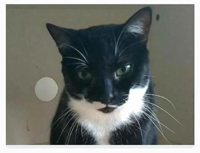 Gato ra a srd idade 2 anos nome ELISA