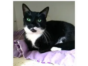 Gato raça srd idade 2 anos nome ELISA