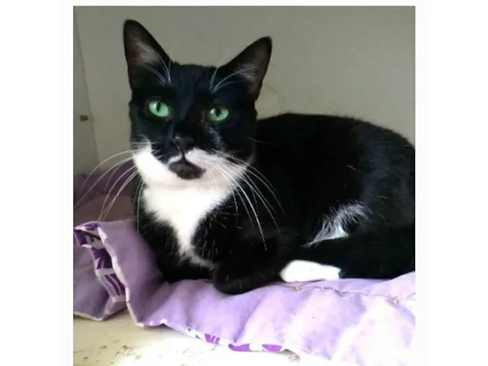 Gato ra a srd idade 2 anos nome ELISA