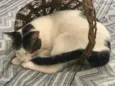 Mimi