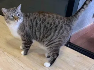 Gato raça SRD-ViraLata idade 2 anos nome Mingau