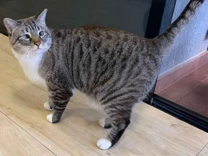 Gato ra a SRD-ViraLata idade 2 anos nome Mingau