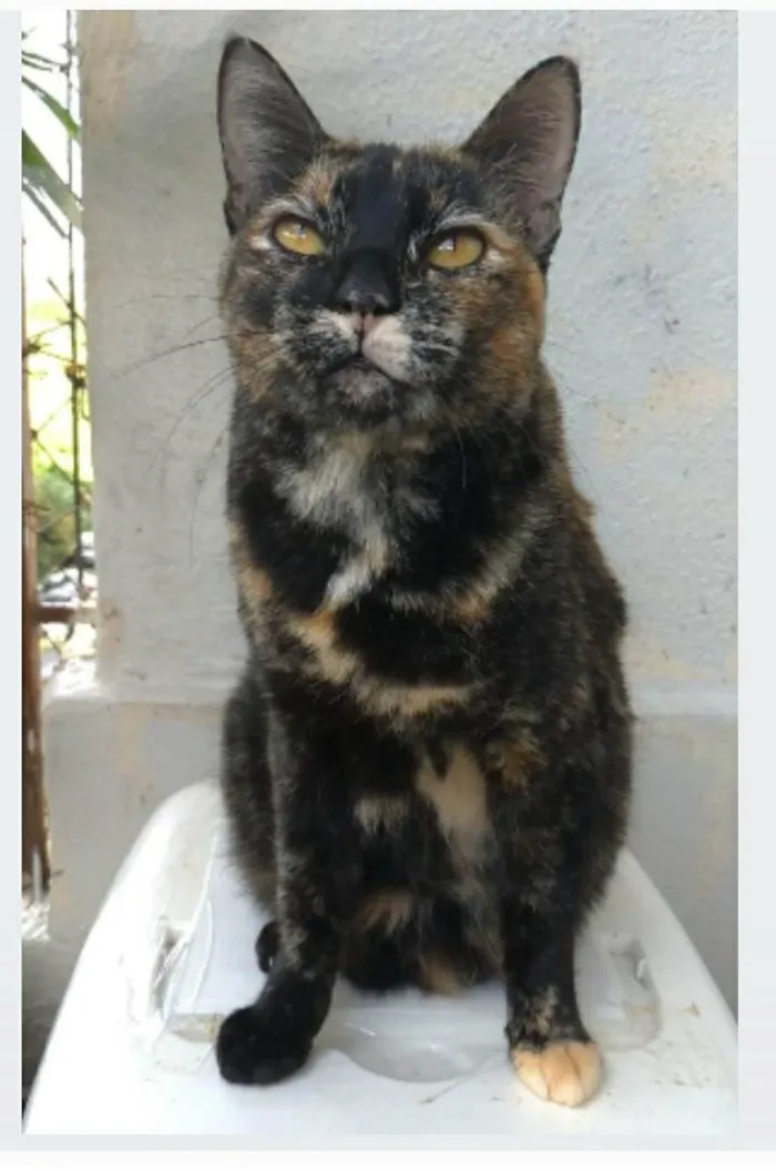 Gato ra a srd escaminha rosét  idade 2 anos nome LUÍSA 