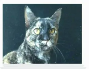 Gato raça srd escaminha rosét  idade 2 anos nome LUÍSA 