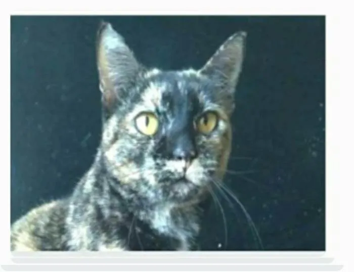 Gato ra a srd escaminha rosét  idade 2 anos nome LUÍSA 