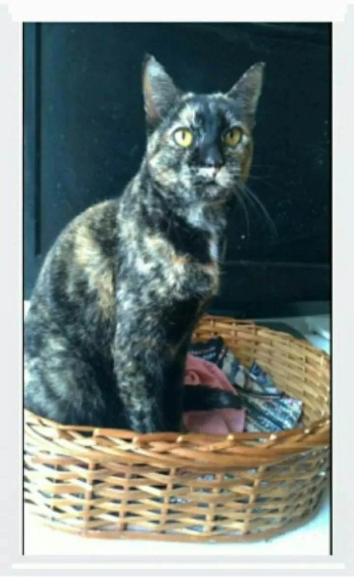 Gato ra a srd escaminha rosét  idade 2 anos nome LUÍSA 