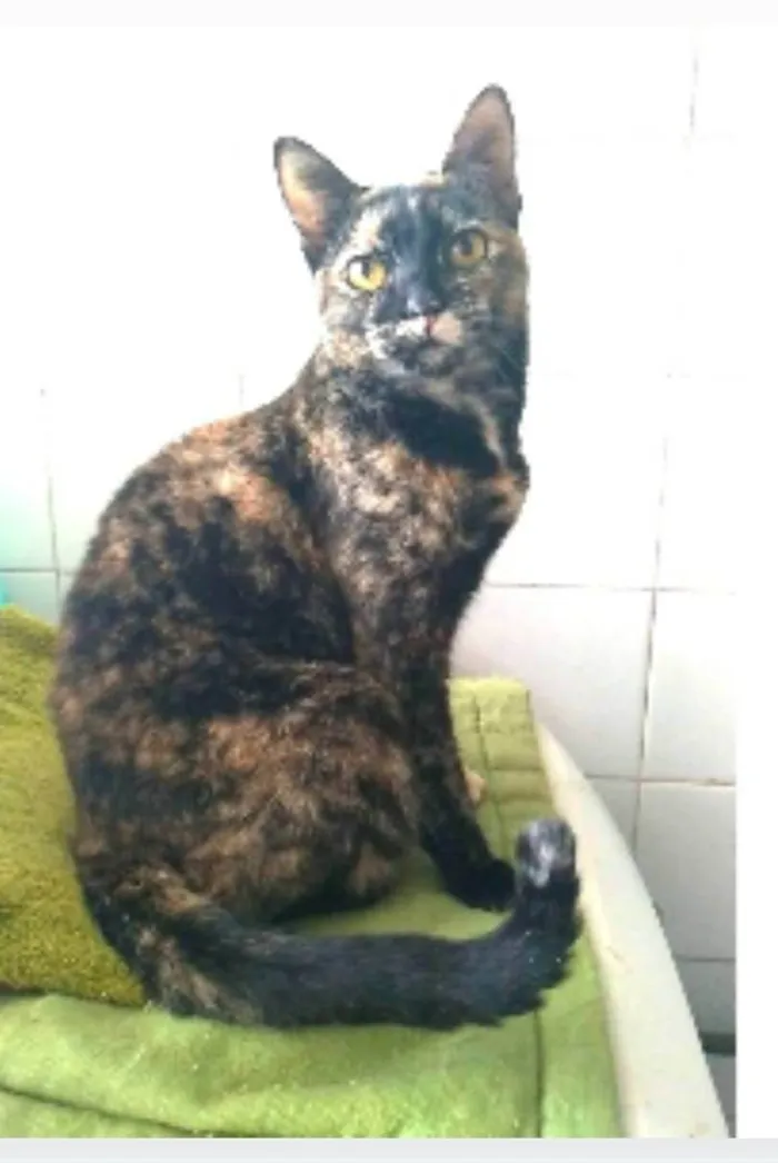 Gato ra a srd escaminha rosét  idade 2 anos nome LUÍSA 