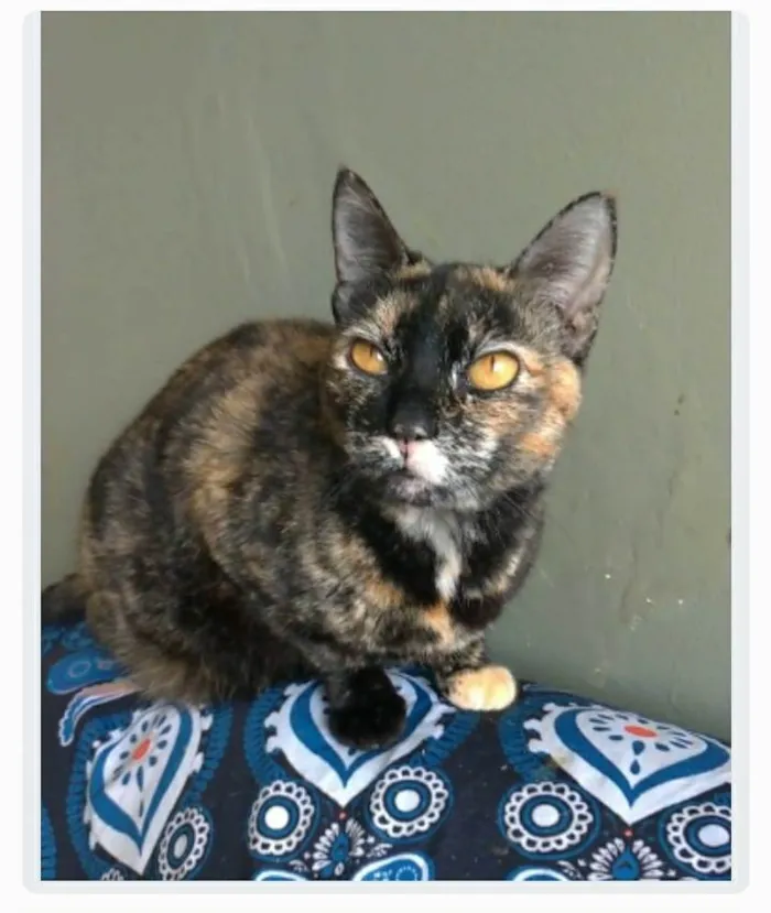 Gato ra a srd escaminha rosét  idade 2 anos nome LUÍSA 