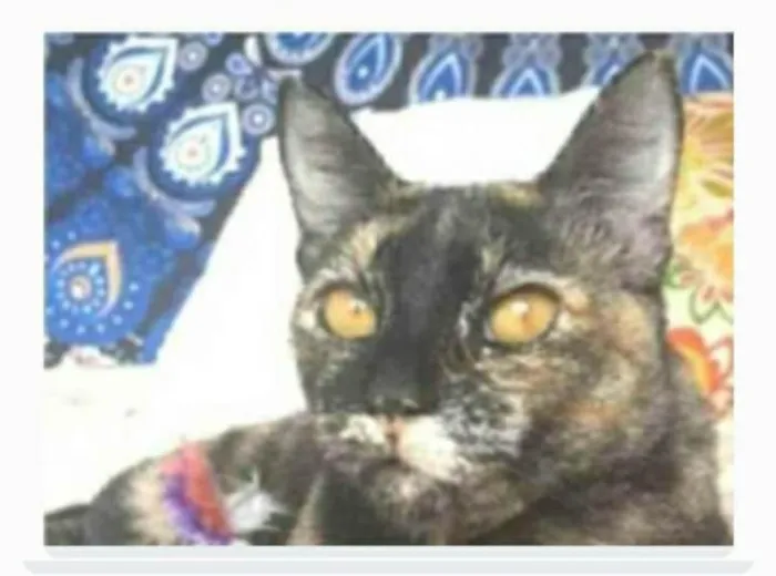 Gato ra a srd escaminha rosét  idade 2 anos nome LUÍSA 